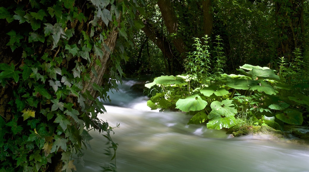 Marmore Waterfall showing forest scenes and a waterfall