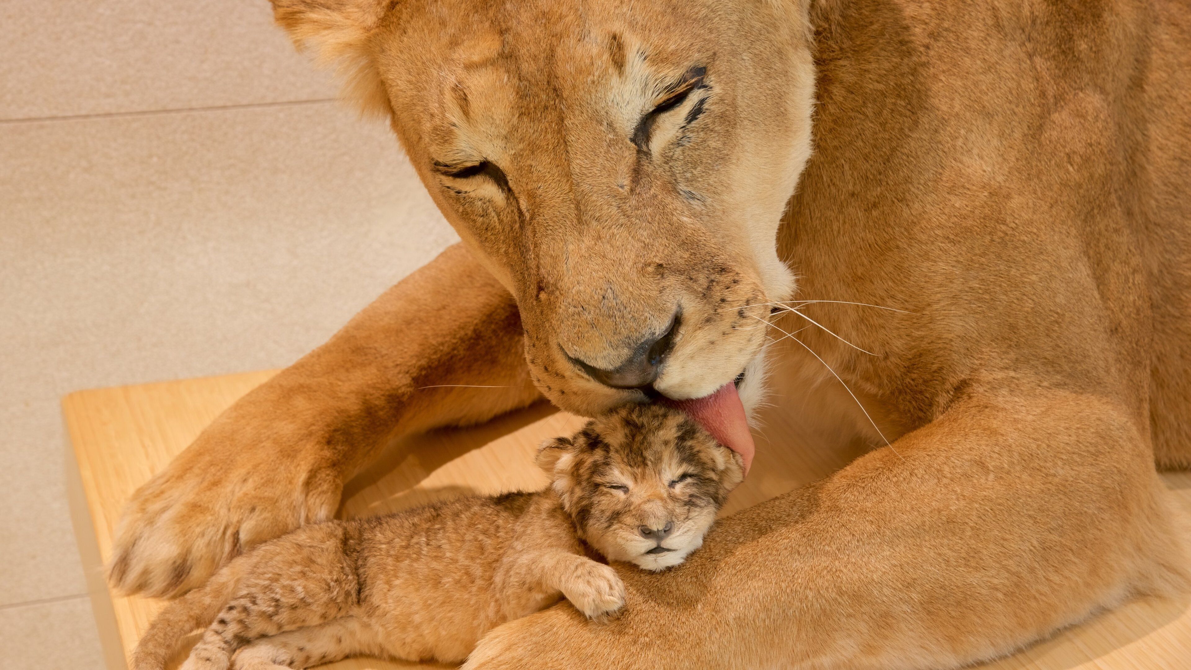 Museo Tridentino di Scienze Naturali que inclui animais perigosos