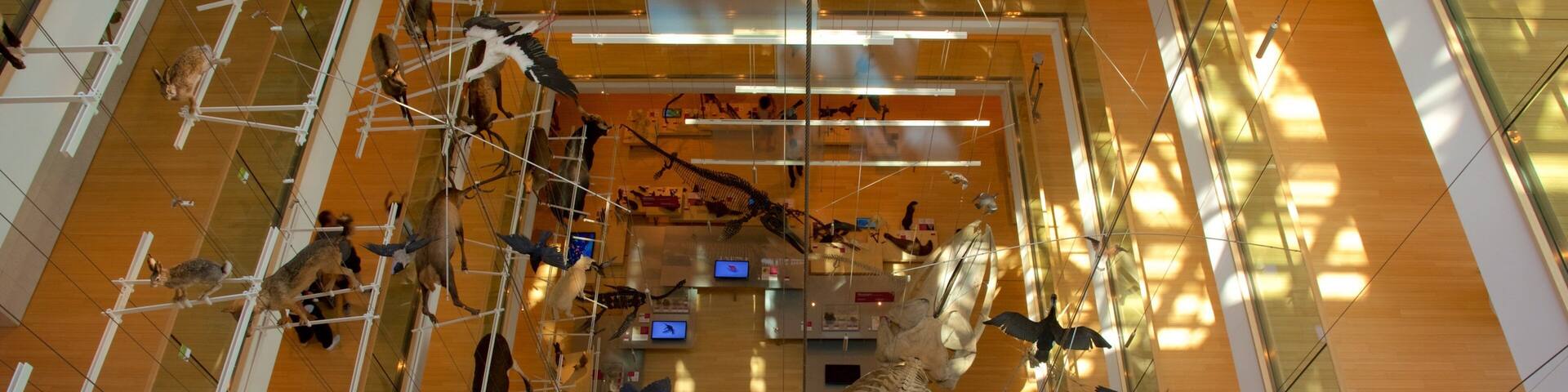 Museo Tridentino di Scienze Naturali which includes interior views and bird life