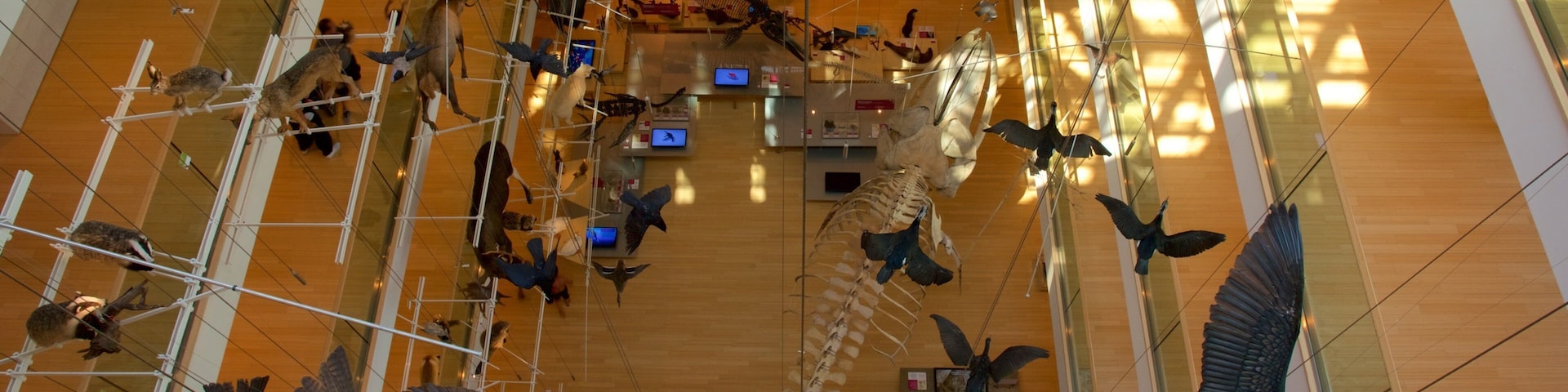 Tridentino 自然科學博物館 设有 鳥類 和 內部景觀