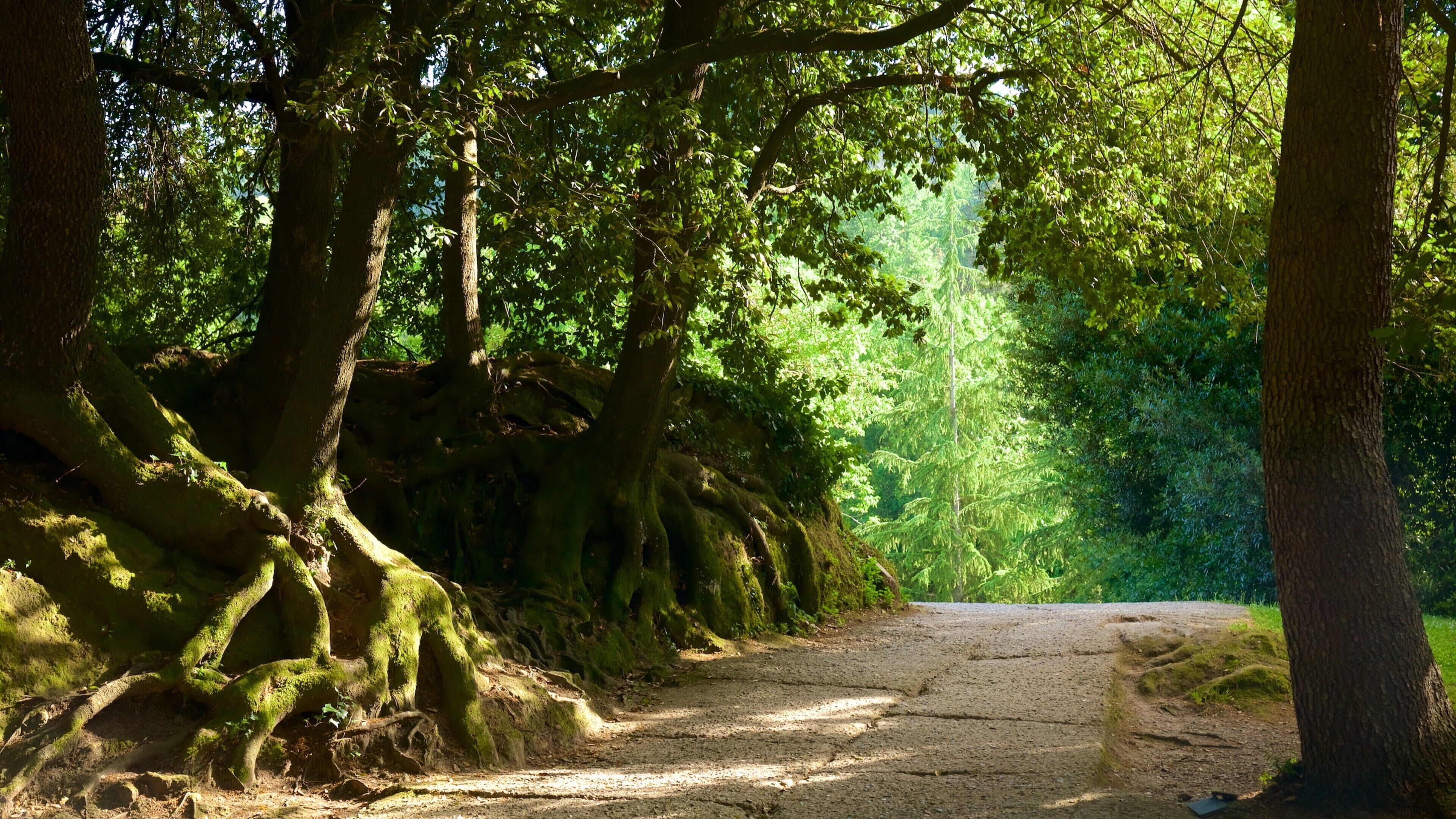 Sacro Bosco which includes forests