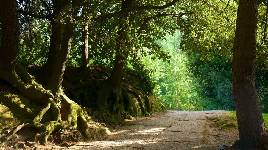 Sacro Bosco which includes forests