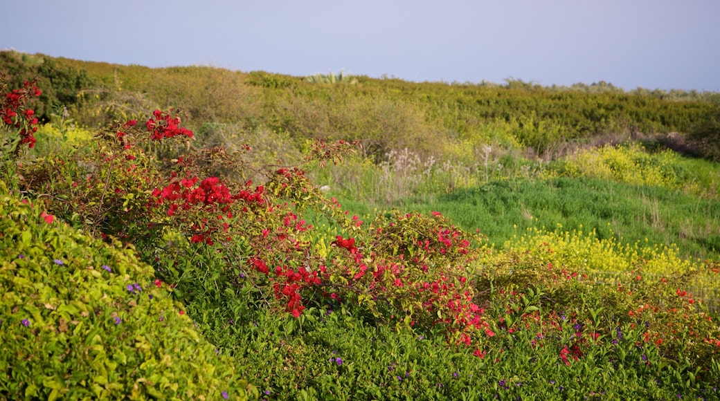 Monte de las Beatitudes