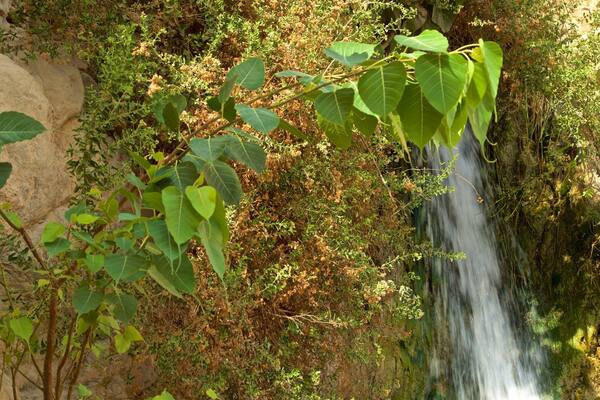 A waterfall surrounded by lush greenery and rocky terrain.
