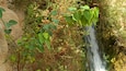 Parque Nacional de Ein Gedi mostrando una catarata