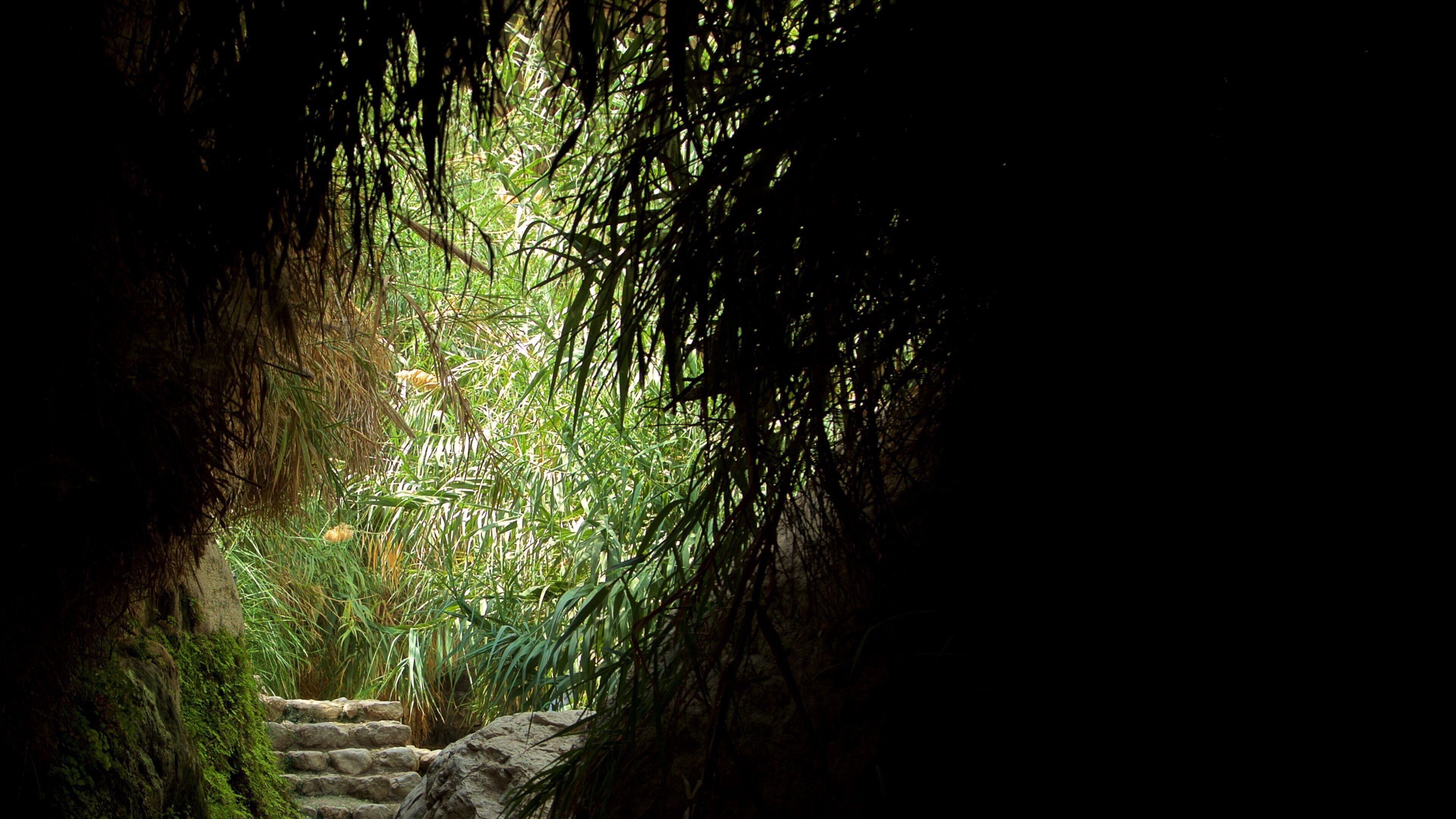 Ein Gedi Nature Reserve showing forest scenes and caves