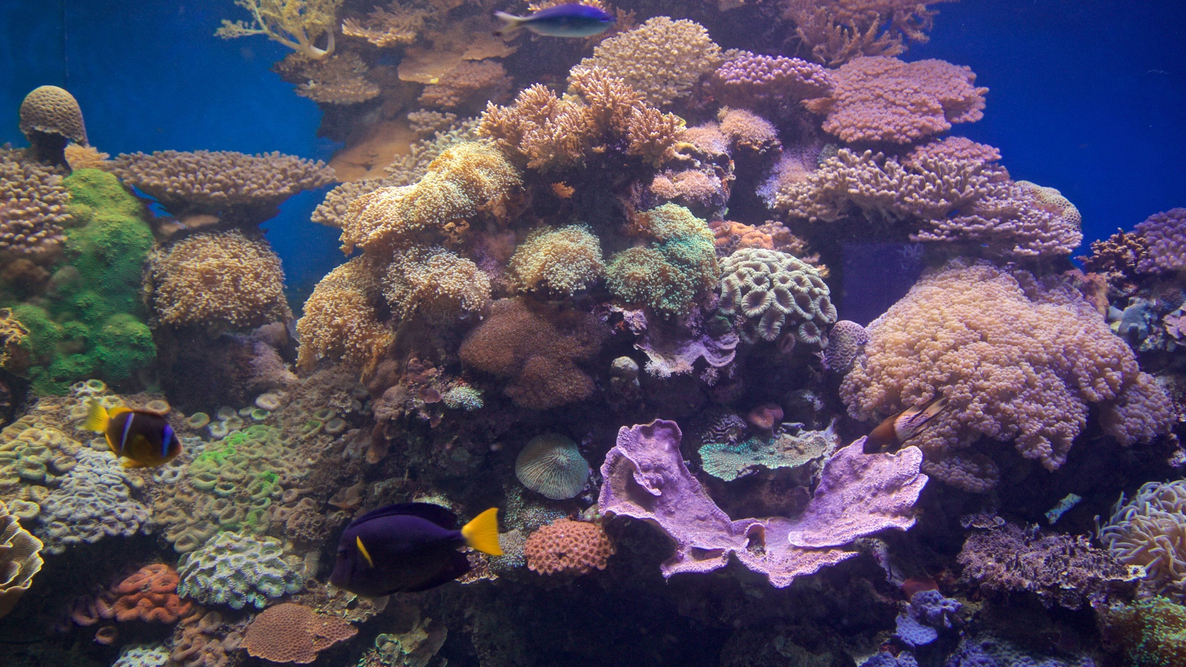 Coral World Underwater Observatory Aquarium which includes coral and marine life
