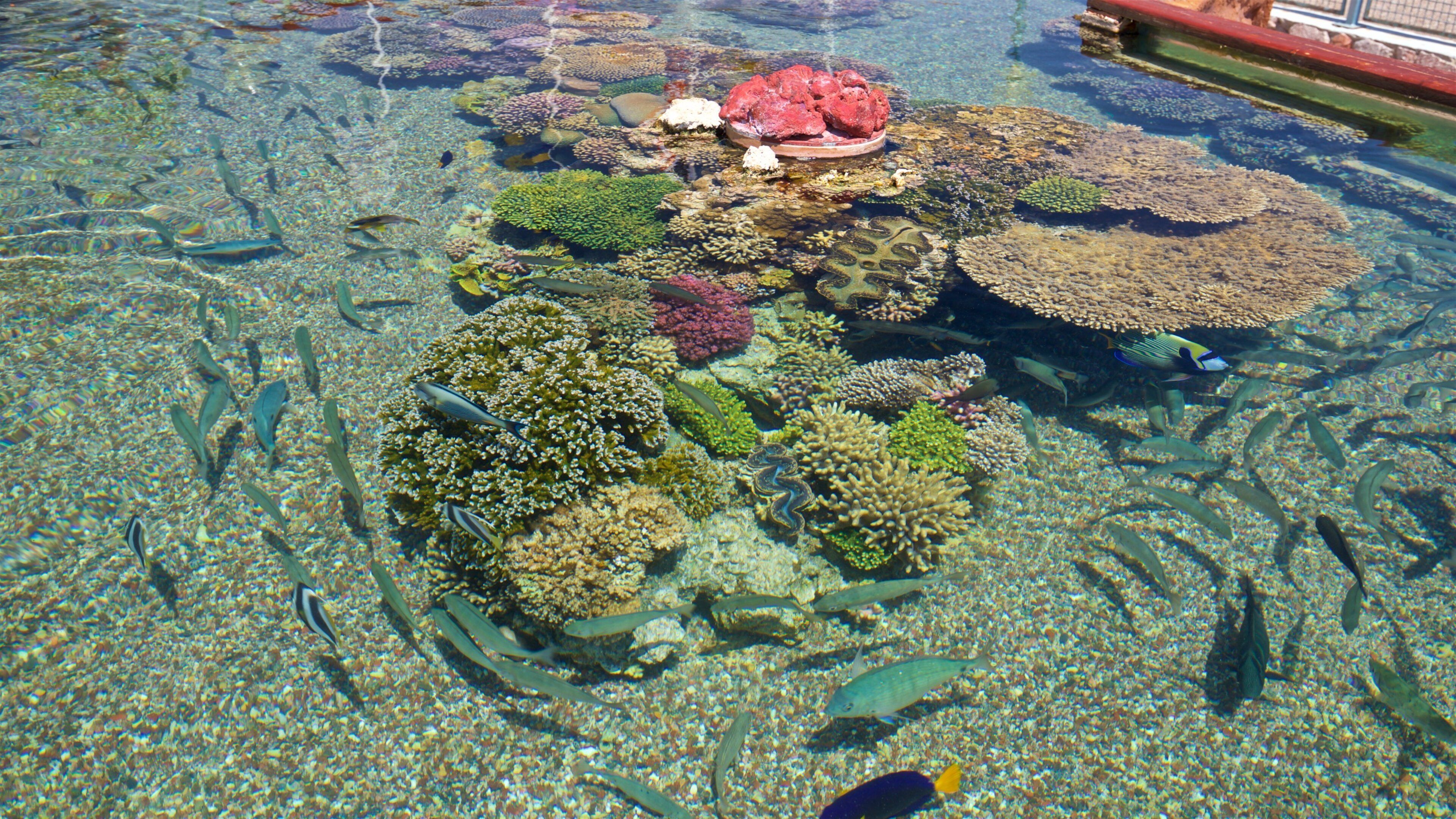 Underwater Observatory showing marine life and colorful reefs