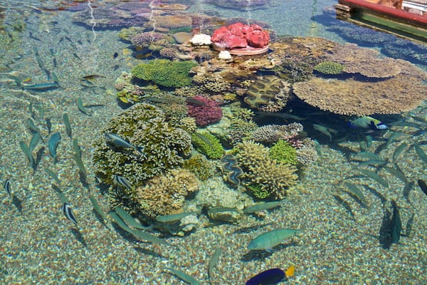 Observatorio submarino ofreciendo vida marina y arrecifes coloridos