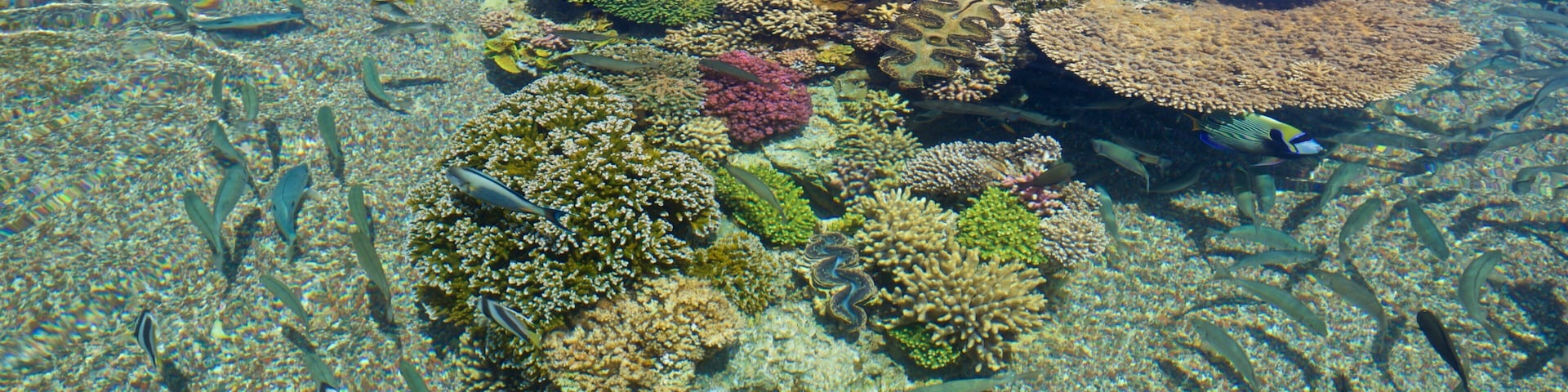 Underwater Observatory showing marine life and colorful reefs