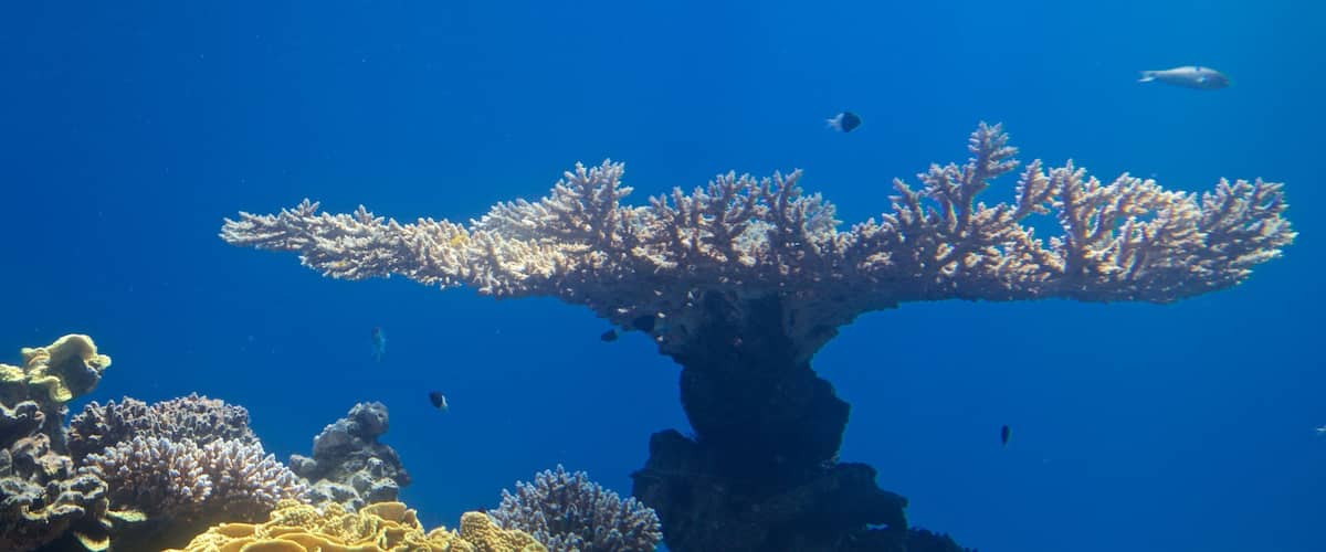 Underwater Observatory Marine Park welches beinhaltet Korallen und Meeresbewohner