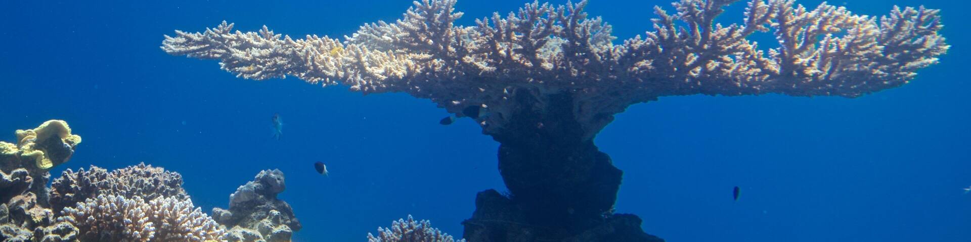 Observatoire sous-marin montrant corail et vie marine