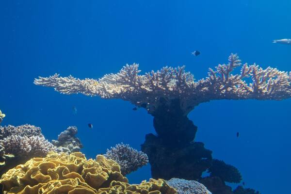 Underwater Observatory featuring coral and marine life