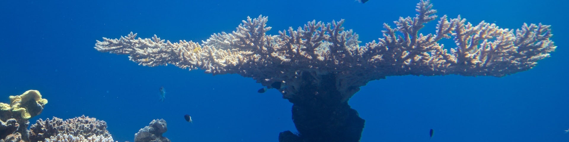 Observatório Subaquático mostrando coral e vida marinha
