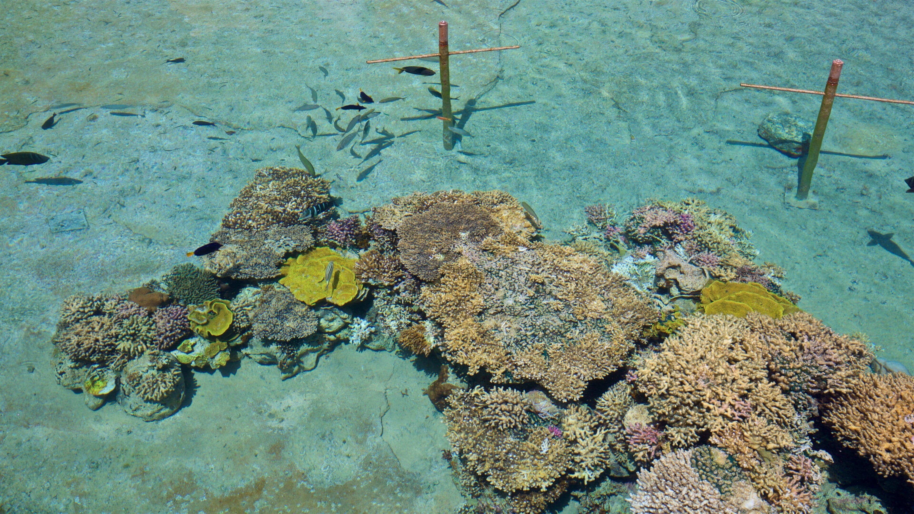 Observatório Subaquático mostrando coral e vida marinha