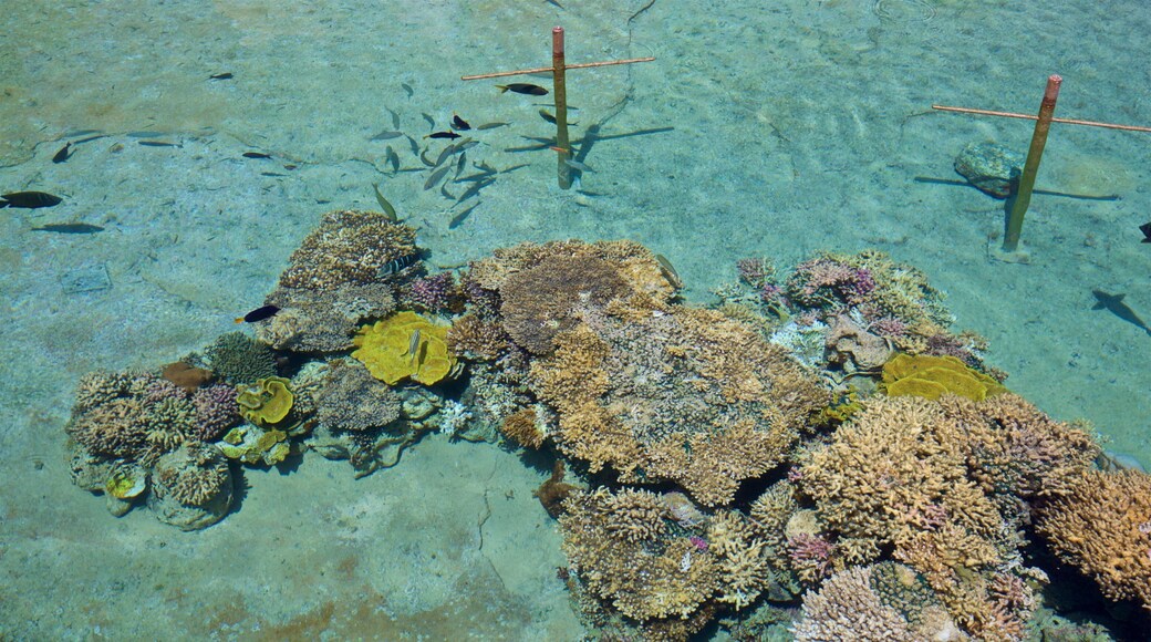 Observatório Subaquático mostrando coral e vida marinha