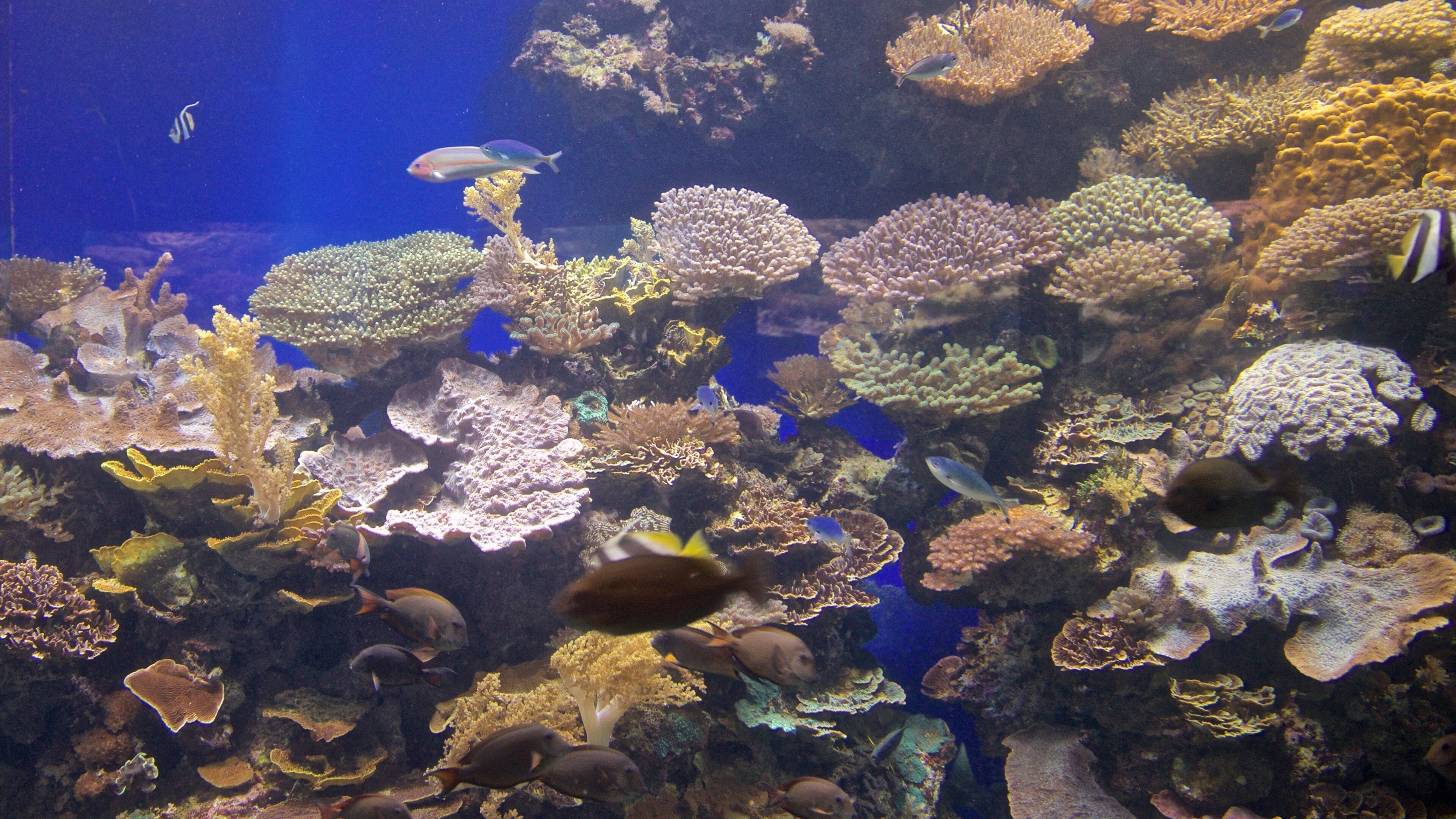 Underwater Observatory featuring marine life and colourful reefs