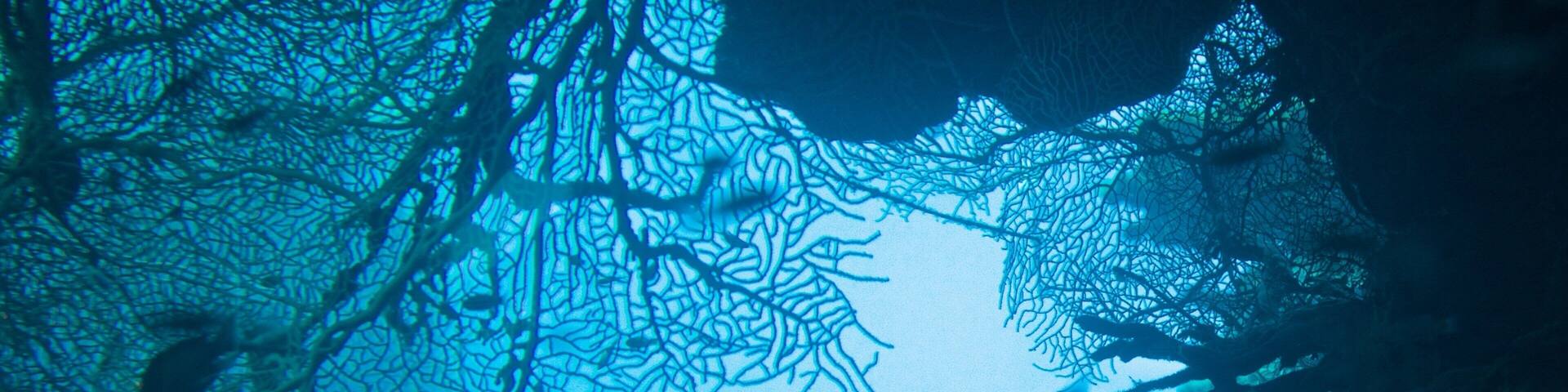 Observatorio submarino mostrando coral