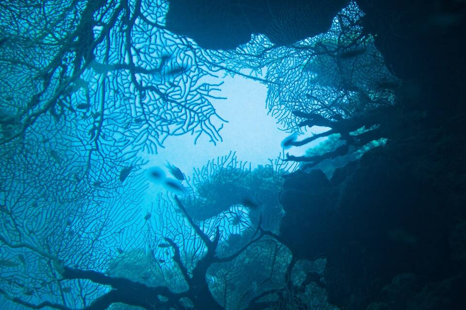 An underwater scene with coral formations and fish.