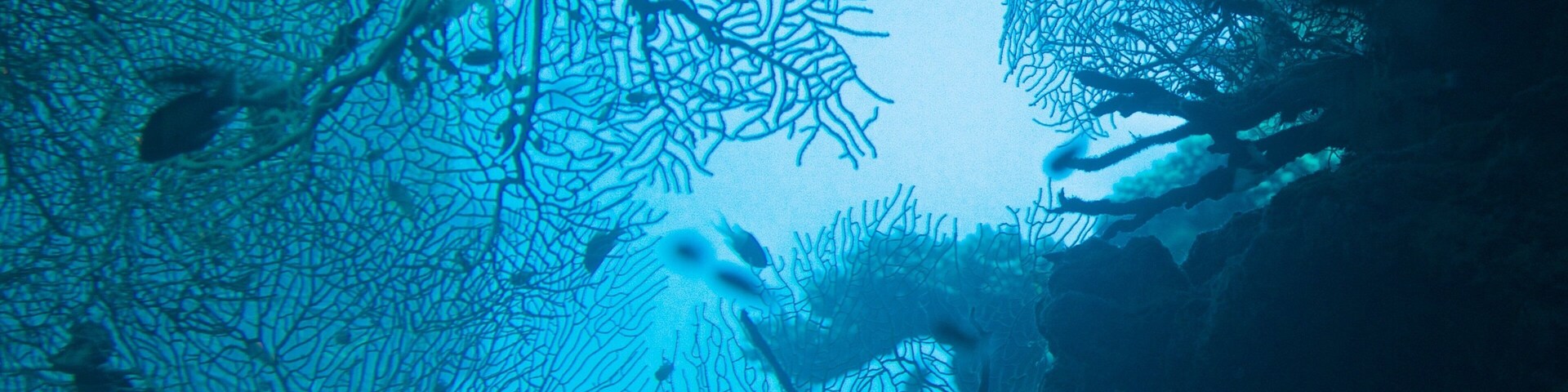 Observatório Subaquático que inclui coral