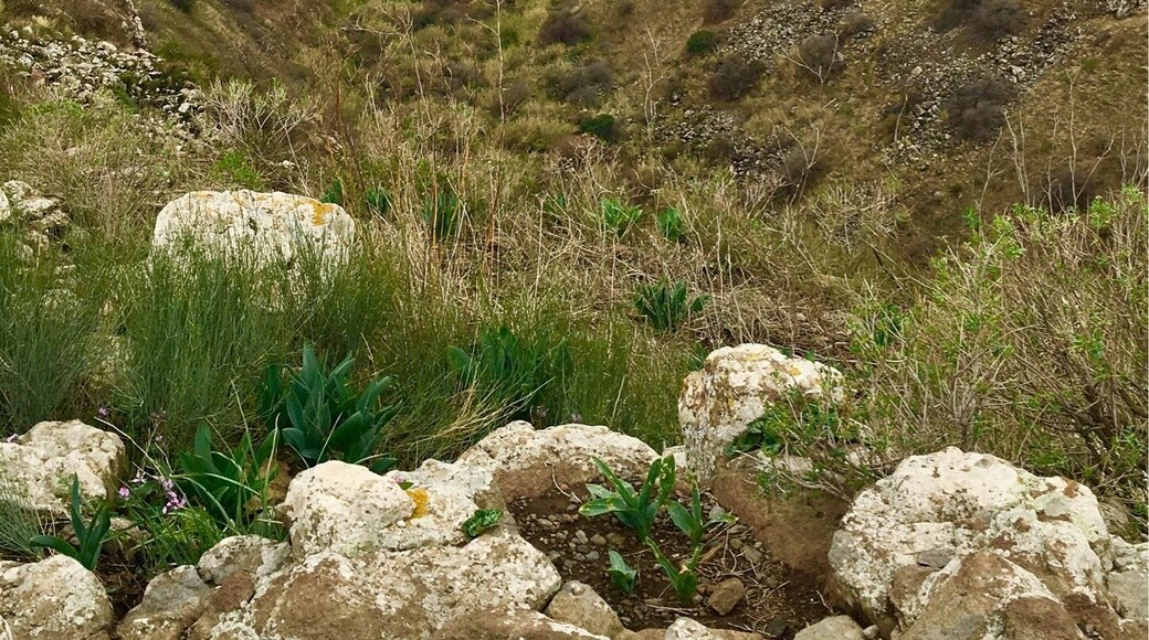 Gamla is a pretty grueling hike, but well worth the #green views!