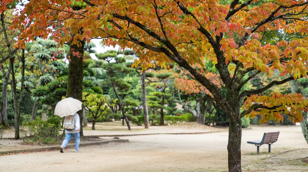 Dogo Park showing a park and autumn leaves