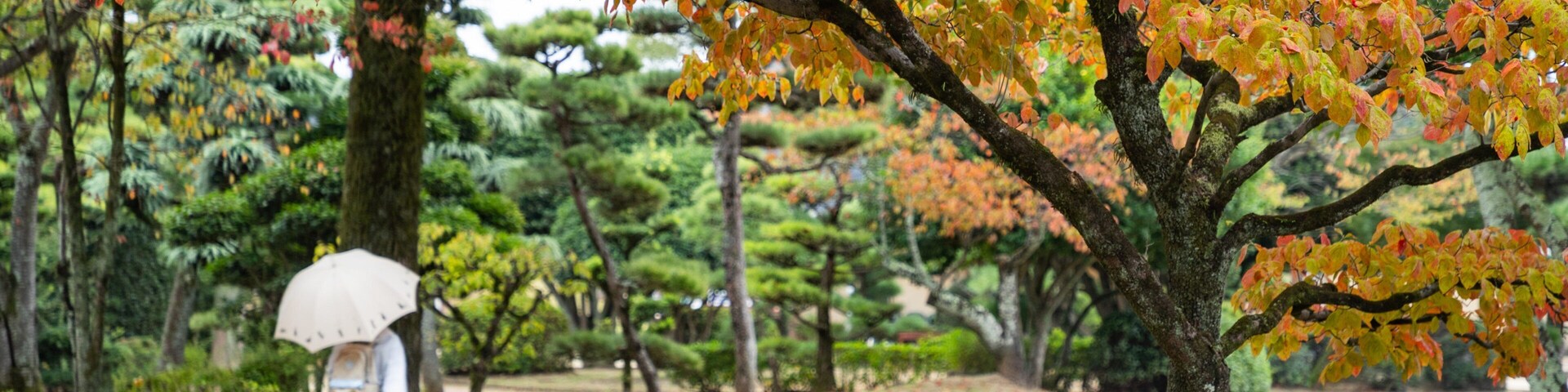 Dogo Park showing a park and autumn leaves