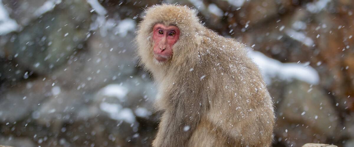 Jigokudani Monkey Park showing cuddly or friendly animals