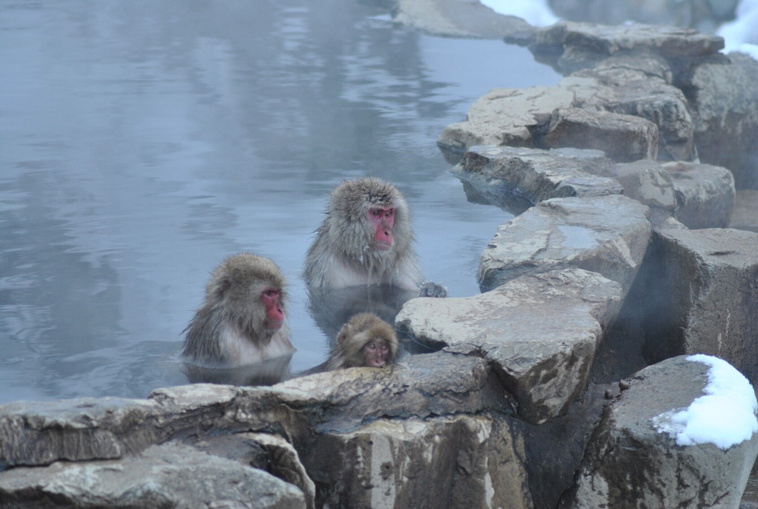 A highlight. The monkey park is awesome.