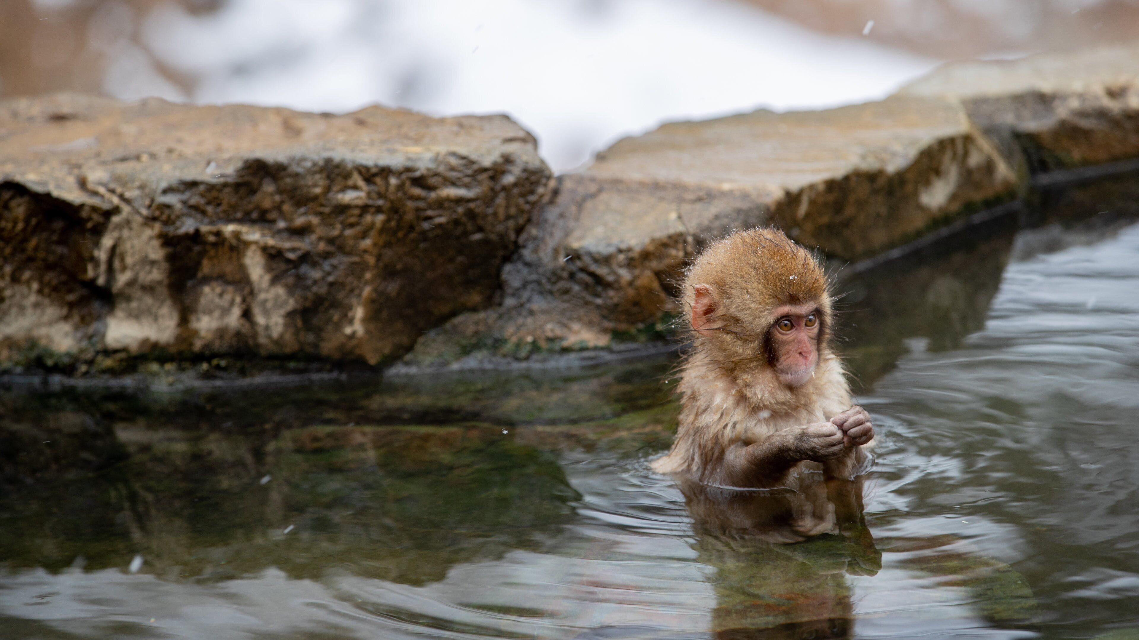 Jigokudani Monkey Park showing zoo animals and cuddly or friendly animals