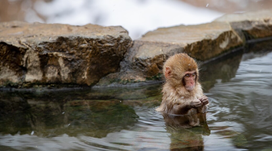 Jigokudani Monkey Park showing zoo animals and cuddly or friendly animals