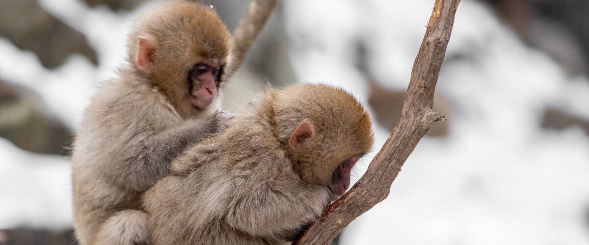 Jigokudani Monkey Park showing cuddly or friendly animals