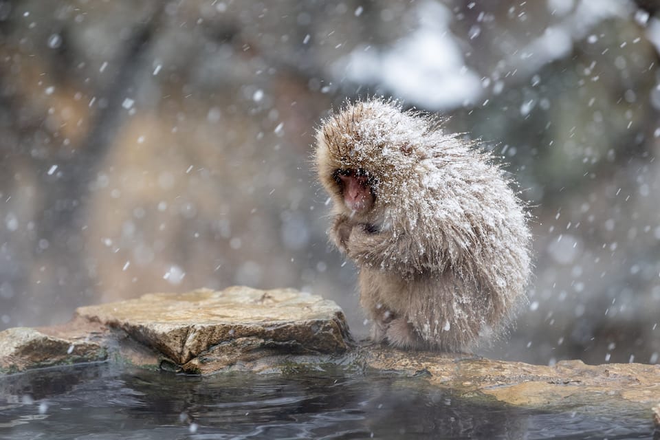 Escena nevada con un pequeño animal sobre una roca en el agua.