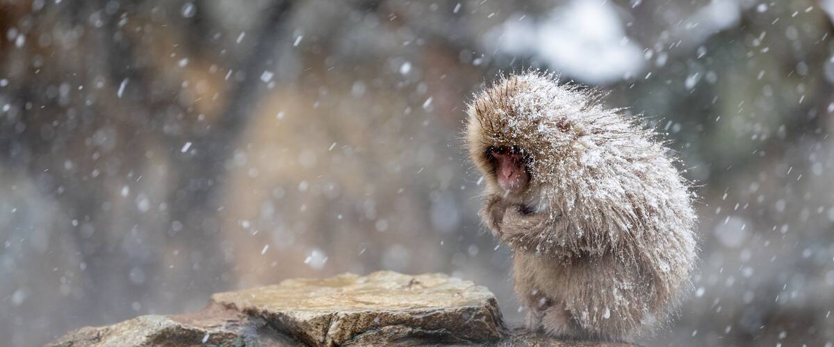 Jigokudani Monkey Park featuring snow and cuddly or friendly animals