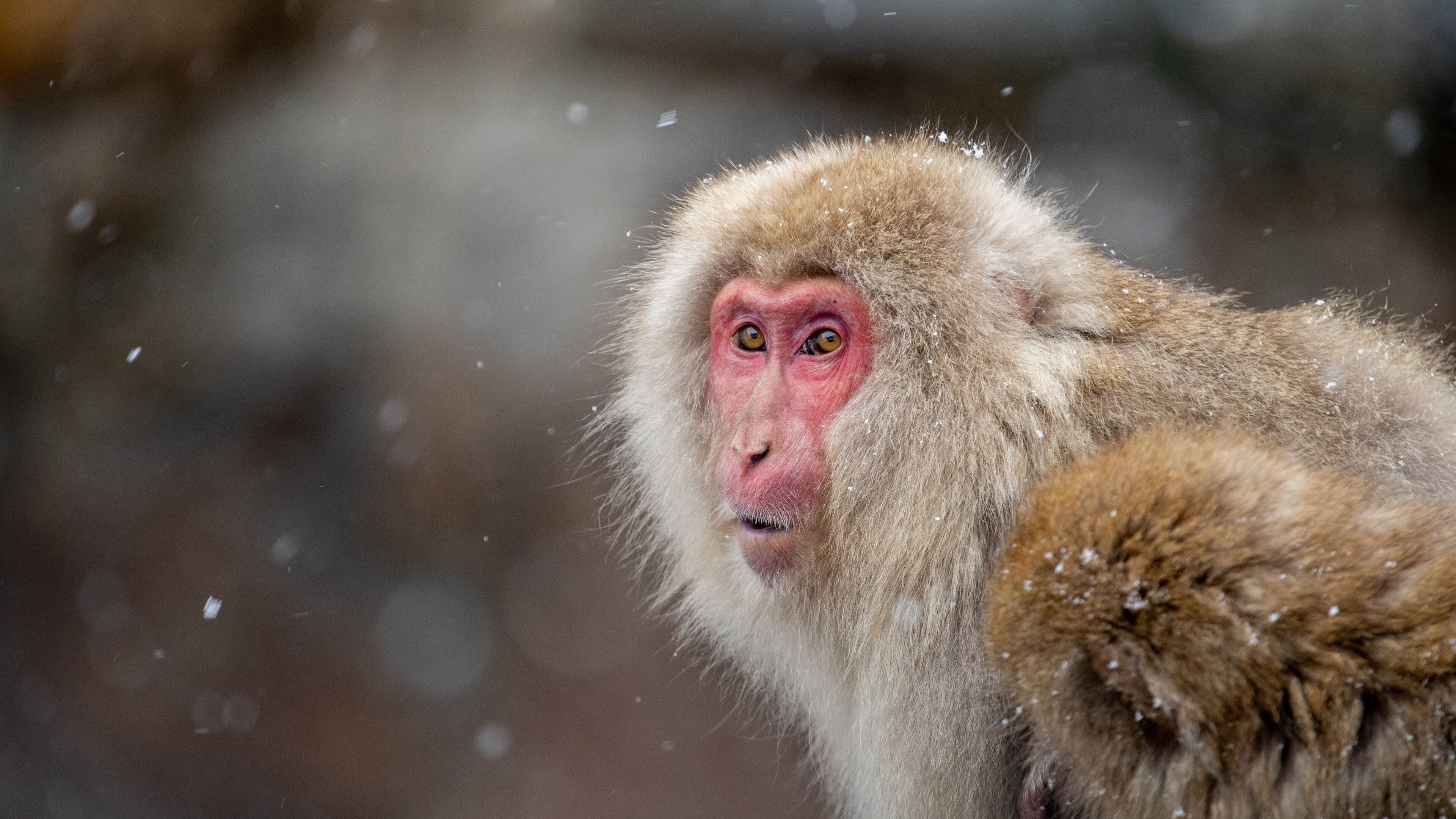 A monkey with a reddish face and light brown fur, surrounded by falling snowflakes.