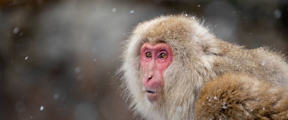 A monkey with a reddish face and light brown fur, surrounded by falling snowflakes.