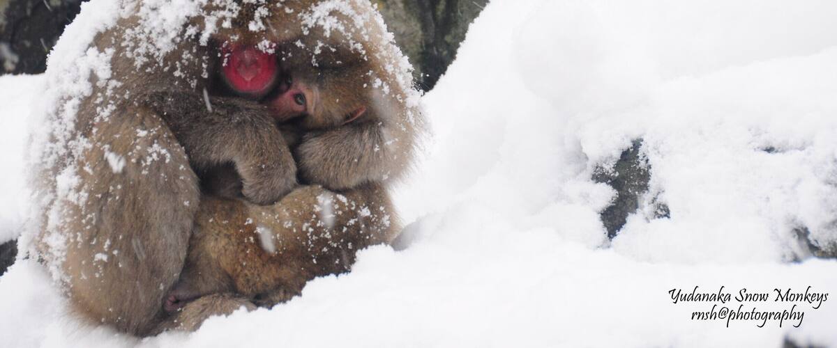 In moments like this, you cant help but feel moved by the animal instinct. #animal #monkey #snow #nagano #japan #yudanaka
