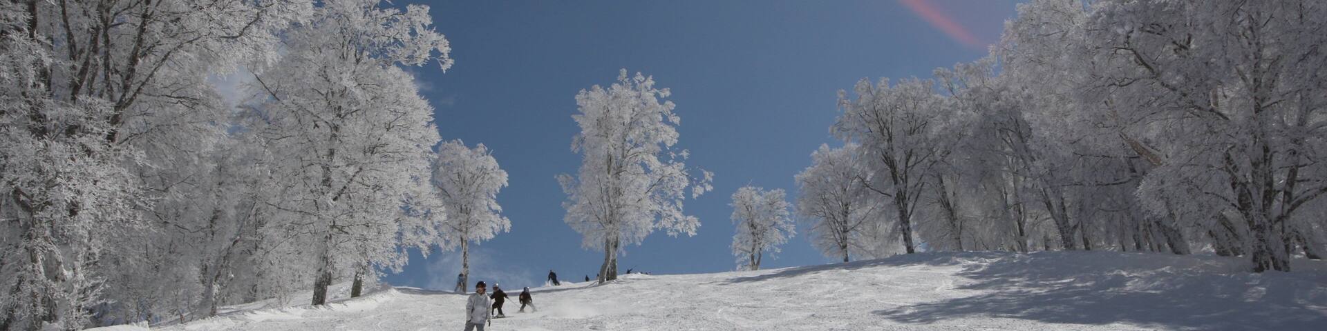 A snowy landscape with trees and a clear sky.