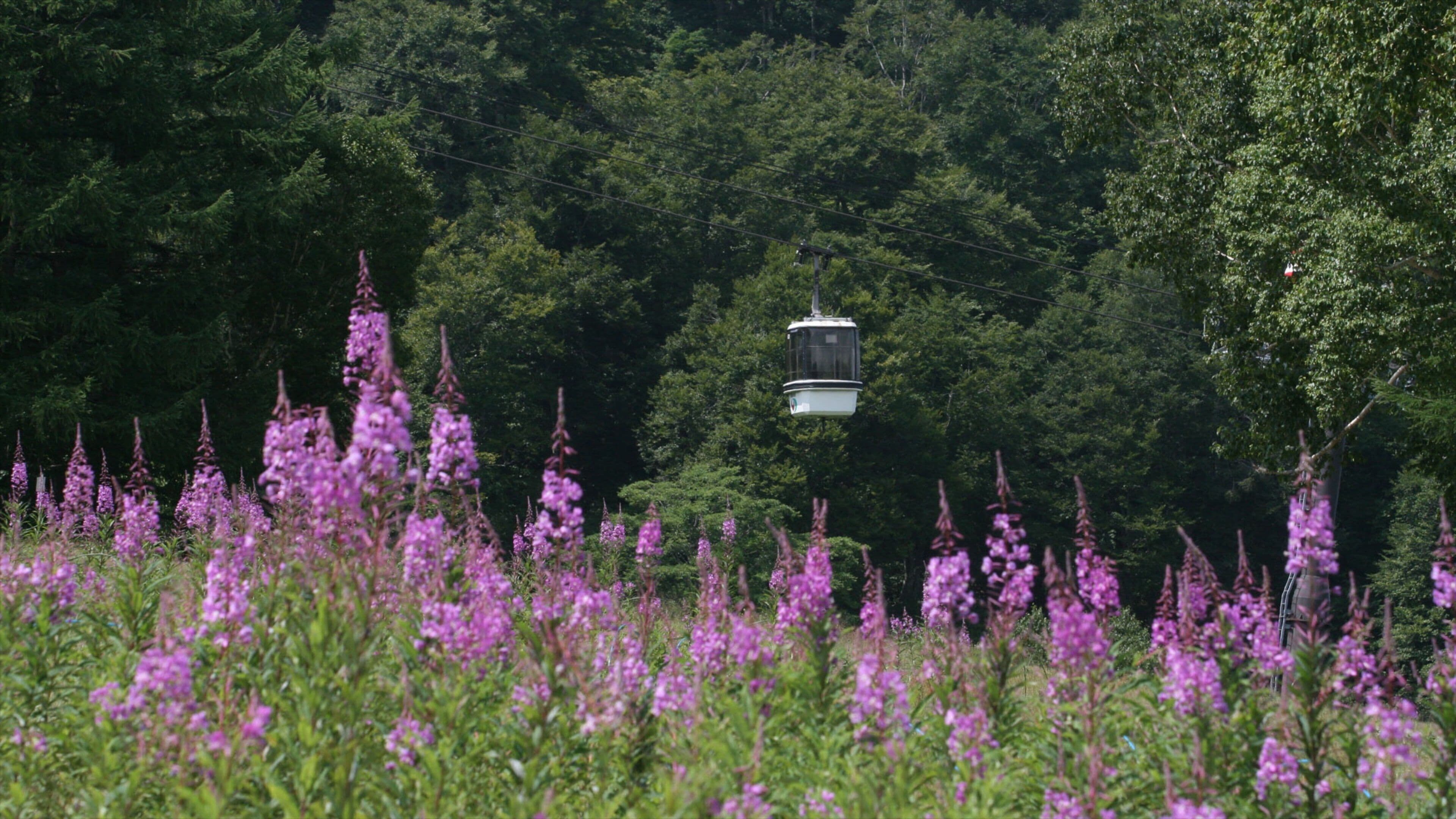 Nozawa Onsen Snow Resort which includes wildflowers, flowers and a gondola