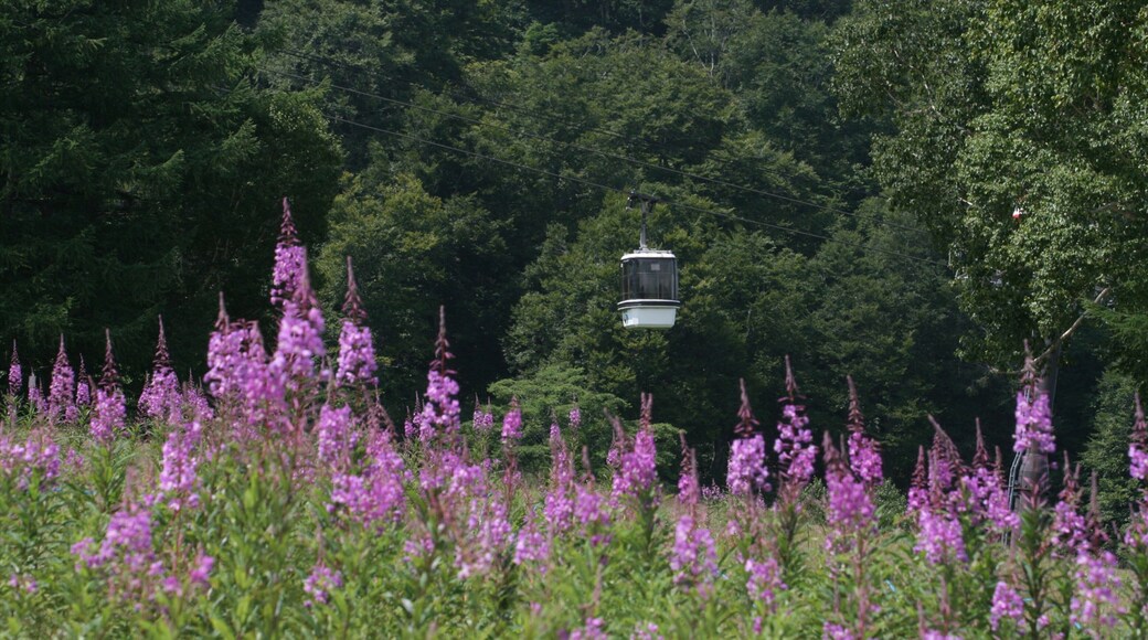 Nozawa Onsen Snow Resort which includes wildflowers, flowers and a gondola