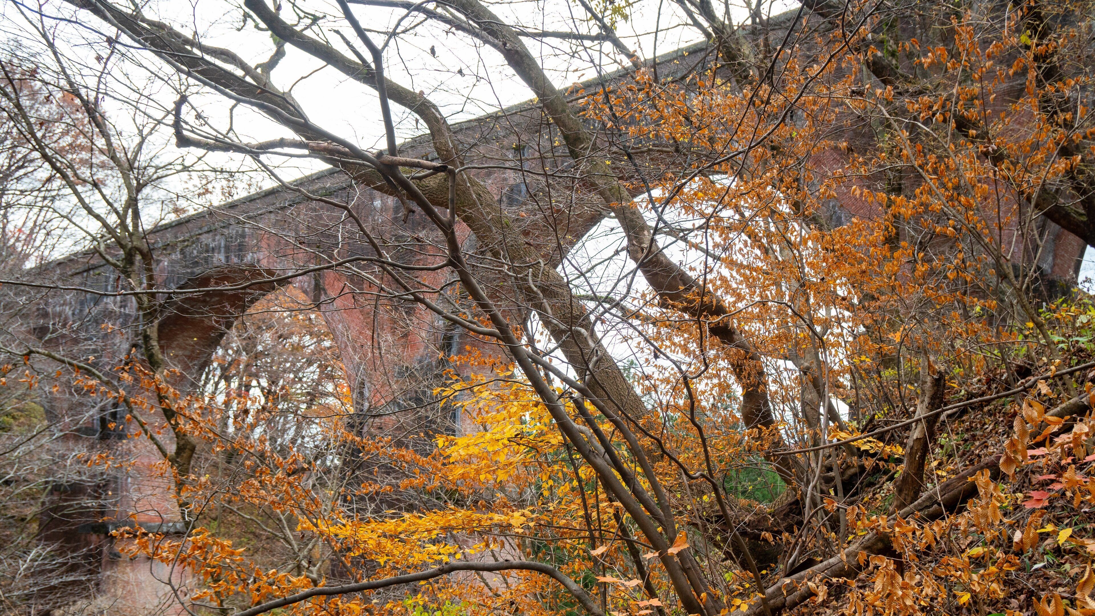 Karuizawa which includes autumn leaves, forests and a bridge