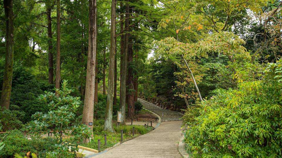 A forested area with a concrete pathway leading up a gentle slope.
