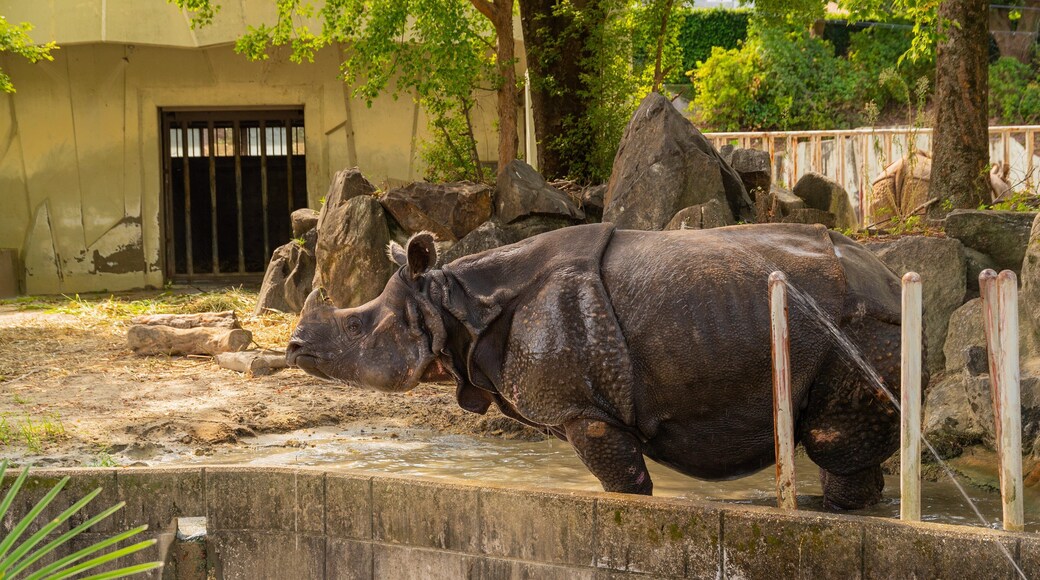 Higashiyama Zoo and Botanical Garden which includes zoo animals and land animals