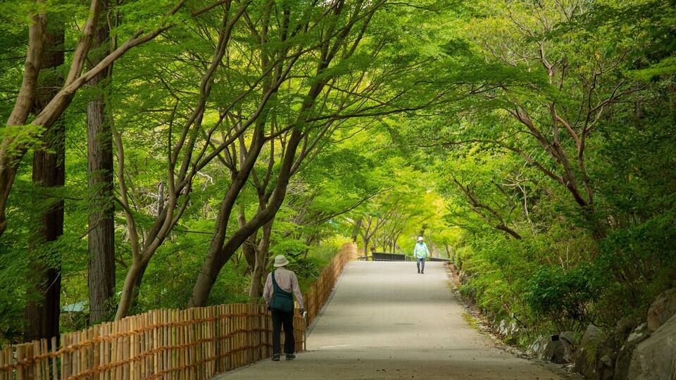 A pathway flanked by bamboo fencing and dense green foliage.