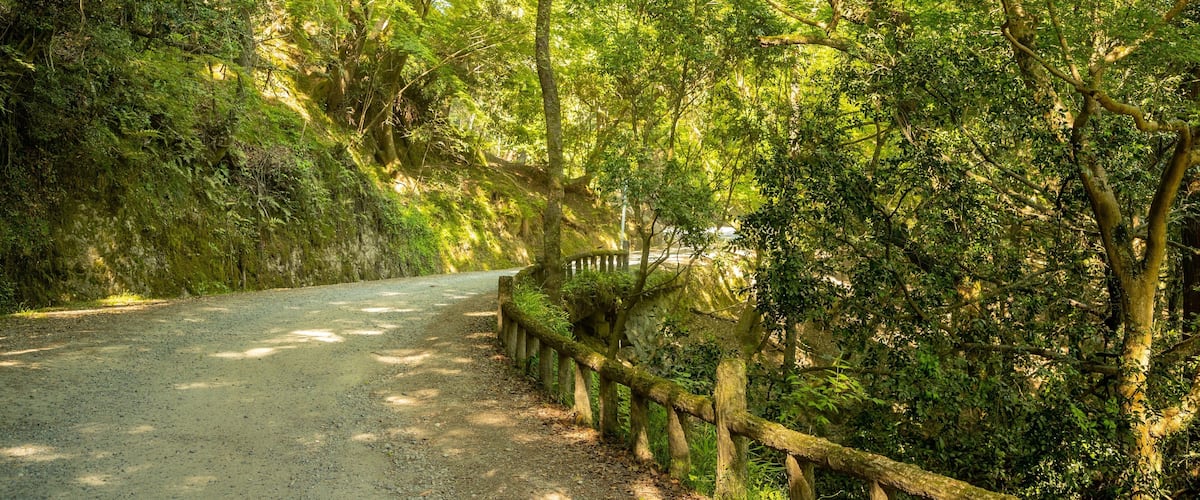 Kasugayama Hill Primeval Forest showing forests and a garden