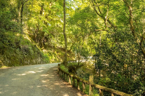 Kasugayama Hill Primeval Forest showing forests and a garden