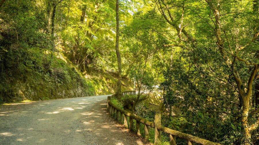 Kasugayama Hill Primeval Forest showing forests and a garden