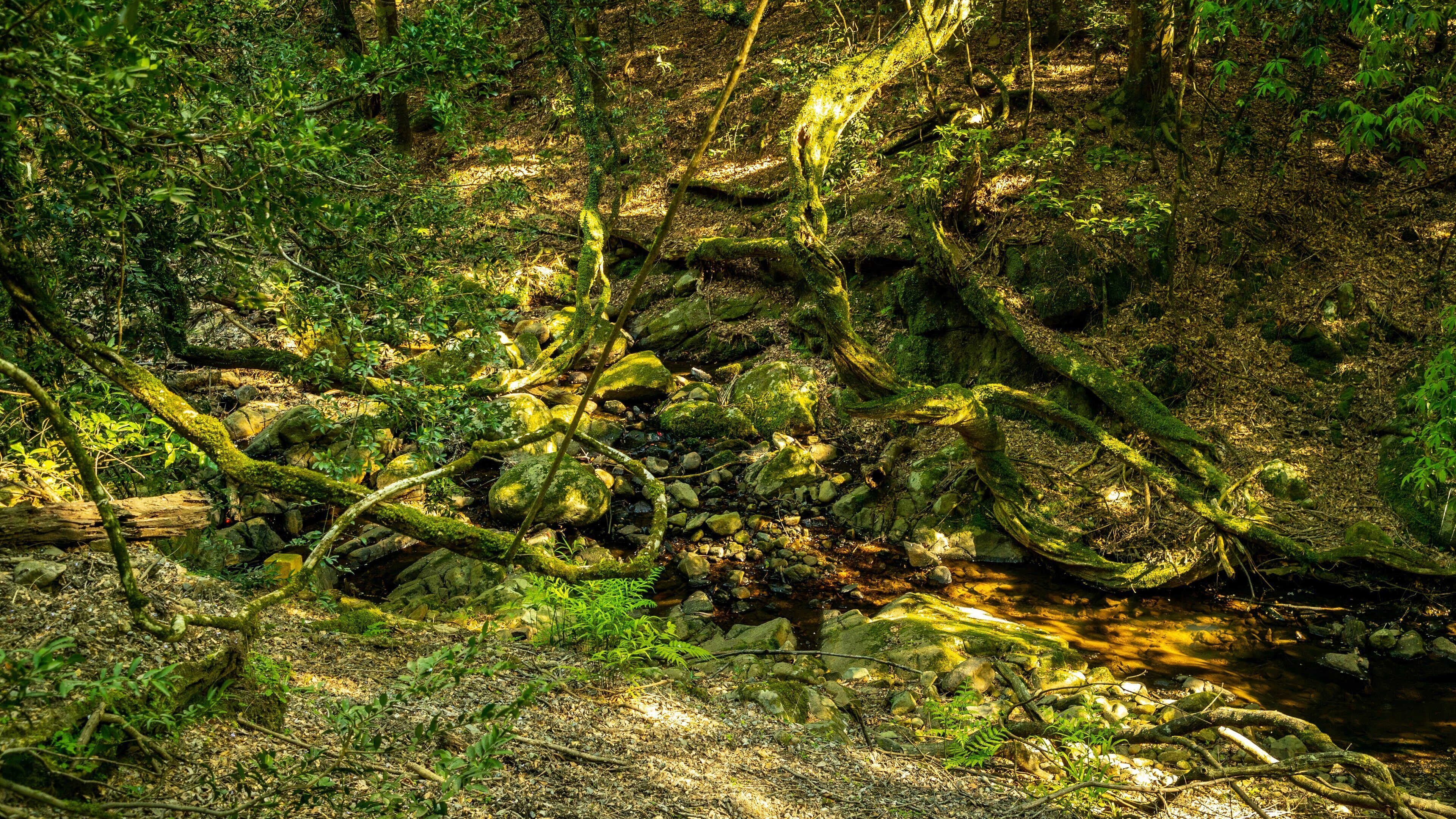Kasugayama Hill Primeval Forest which includes a river or creek and forests