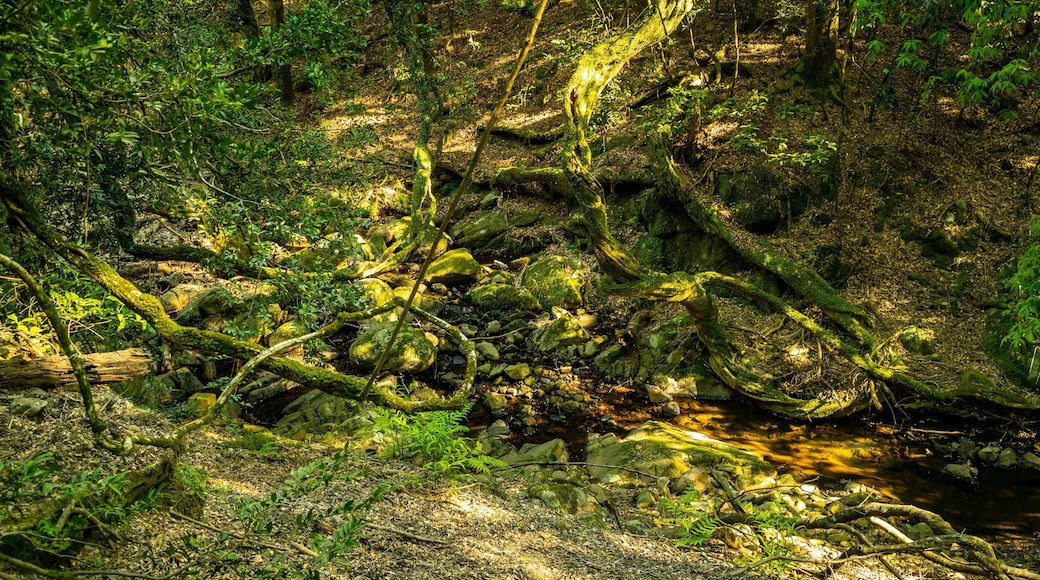 Kasugayama Hill Primeval Forest which includes a river or creek and forests