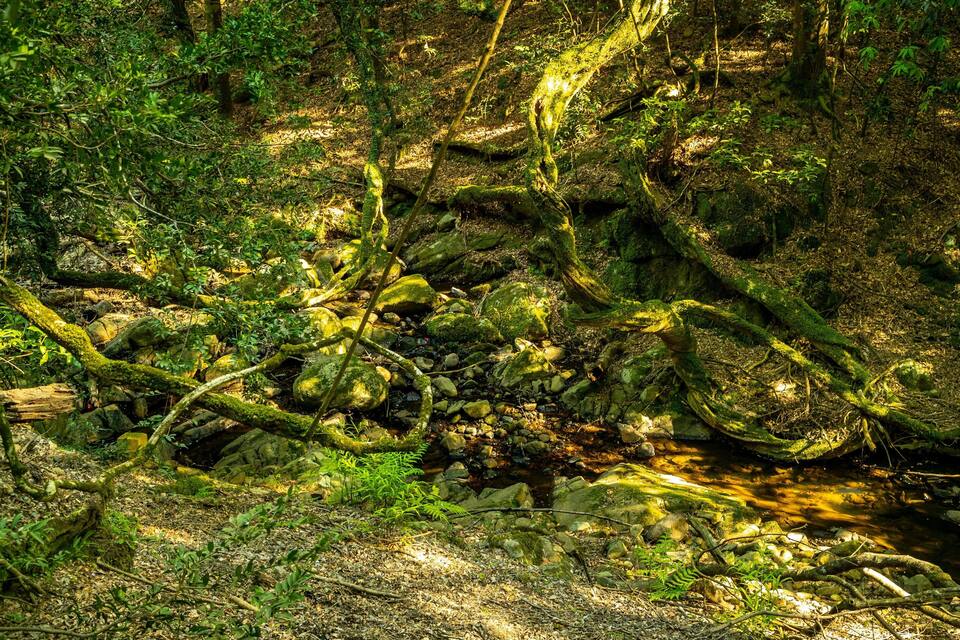 Una foresta con un ruscello, rocce ricoperte di muschio e vegetazione fitta.